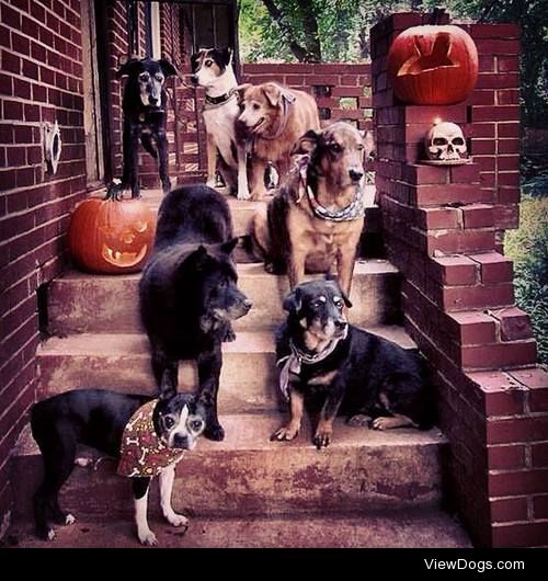 Our Halloween family photo! We have sorta started collecting…