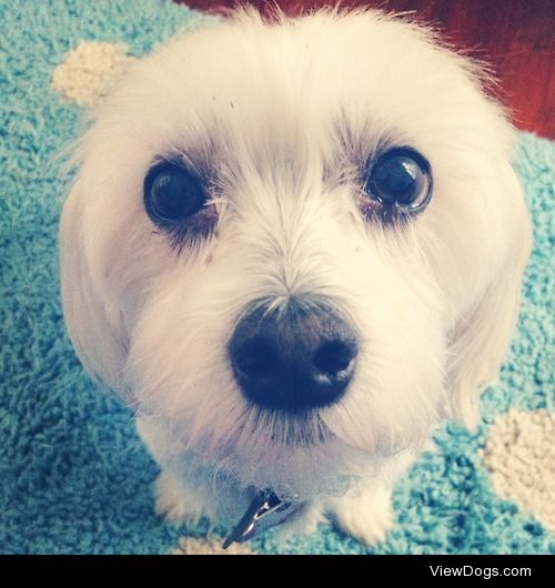 My Half Maltese Half Lhasa Apso Best Friend