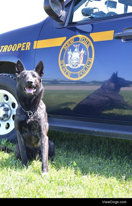 NYSP K-9 Luc, a dutch shepherd 