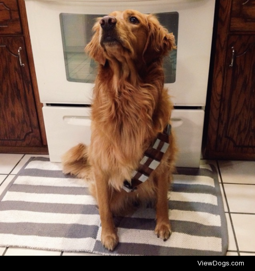 Princess Leia the Golden Retriever dressed as Chewbacca for…