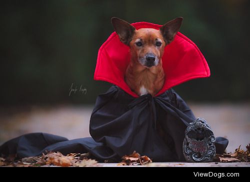 The count himself is waiting for a treat!