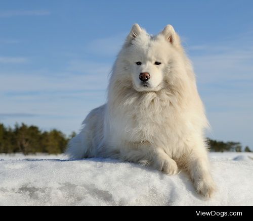 Balto


Per Erik Snögren