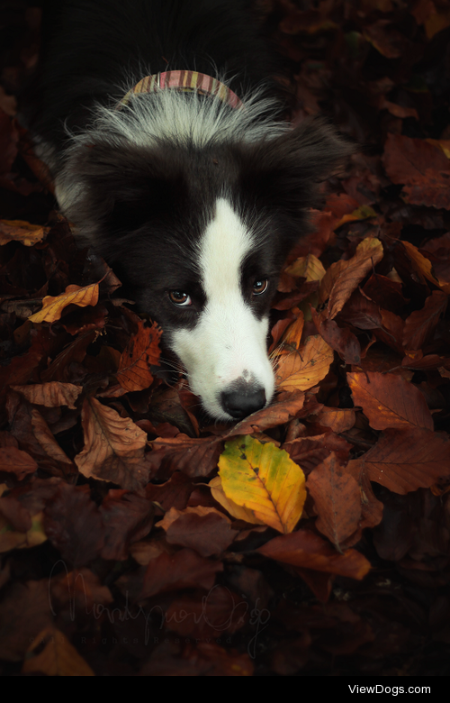 Rio in autumn colours by racoonrampage 