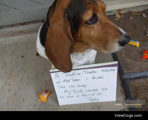 But…you rang the door Bell-ah!

My Basset Hound, Bellah, lets me…