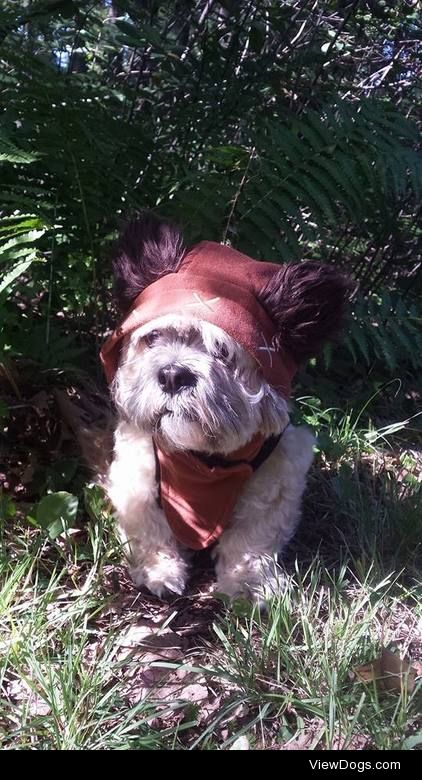 Tommy is an Ewok for…