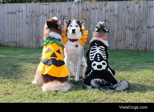 alipynckel:

Happy Howl-o-ween!