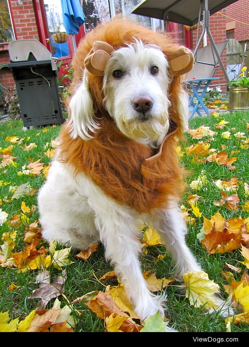 Sadie the Lion for Halloween!