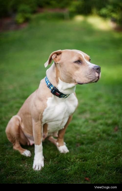 Suzie
Pit Bull Terrier • Adult • Female • Large
Forgotten Dogs…