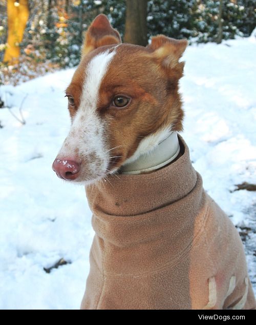 Podenco Cody likes snow… Ute Latzke, http://utelatzke.tumblr.com