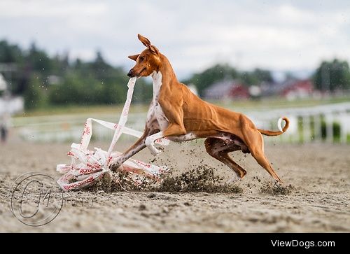 Lure Coursing
Coursing is the pursuit of game or other animals…