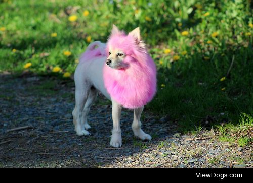 This is Bella she’s a pom..well a pink lion pom ;)