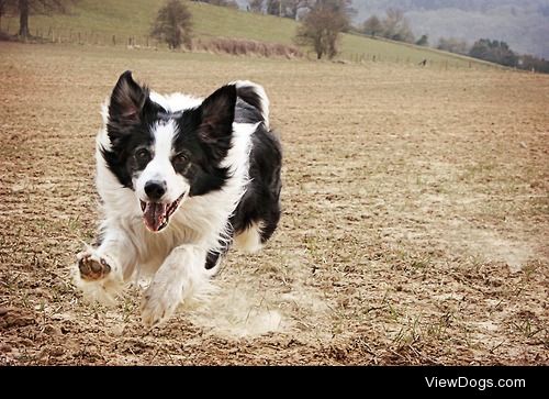 megpricephotography:

Happy Barney having fun – you can tell…