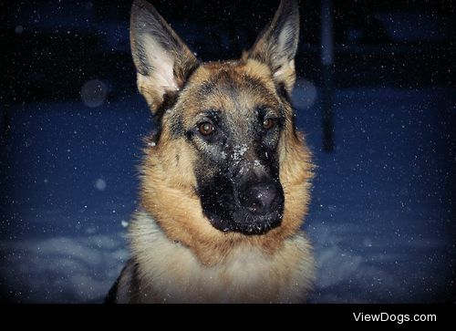 Xena my one year old German Shepherd :) She loves the snow.