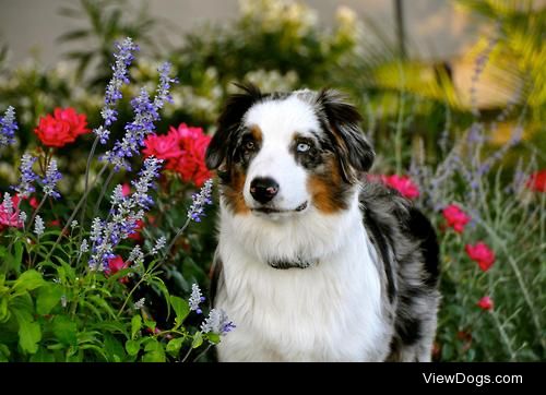 Samedi, an Australian Shepherd.