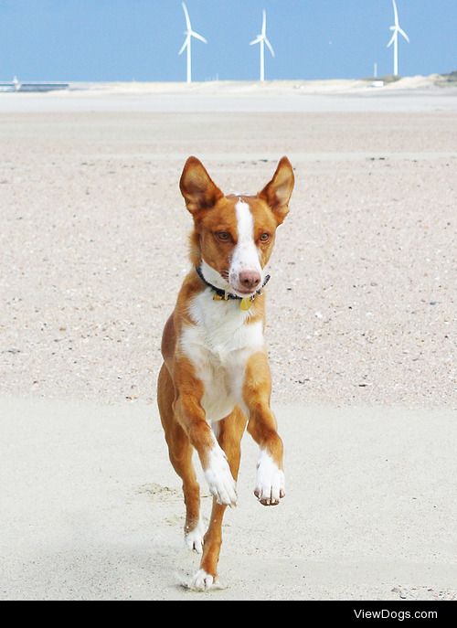 Cody – runs like the wind, Podenco Andaluz, by Ute…