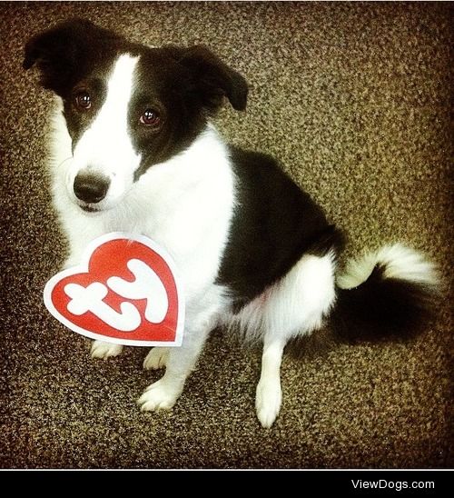 My rescue Border Collie Hannah in her Halloween best