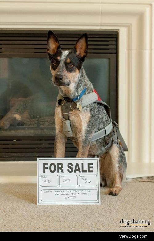 Used dog for sale

Ruckus (yes, that’s his name) got…