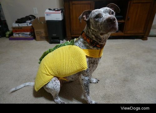 My girl Takoda as taco for…