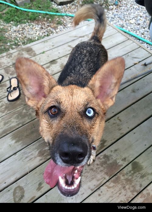 Luna the german shepherd / husky