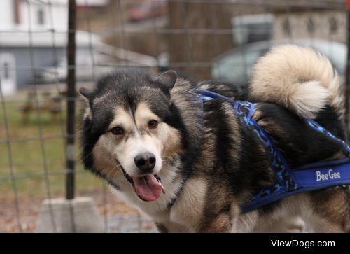 Weight Pulling
Weight pulling is a sport that dogs and their…