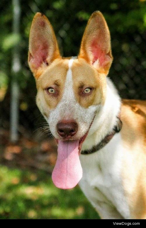 Dingo Charlie
Carolina Dog • Young • Male • Large
Last Hope K9…