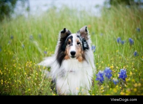 tempurafriedhappiness:

Sheltie time!