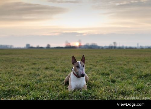 Bull Terrier Alyson @ sunset


Nicolas STEINMETZ