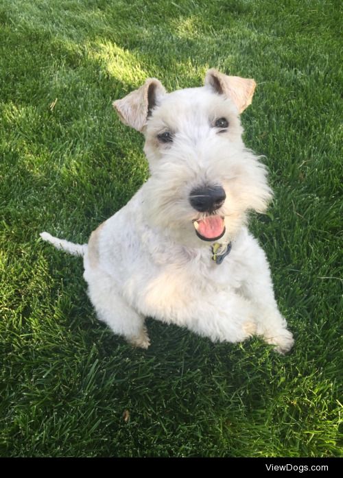 This is our Wirehair Fox Terrier, Ted! We think he’s about 3-4.