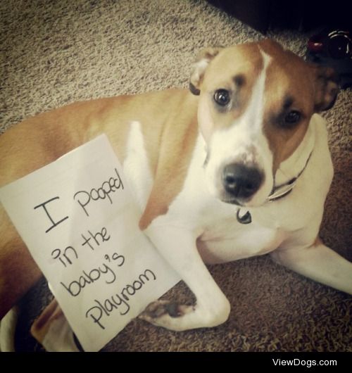 Playroom Purgatory

Meet Bauer (pronounced bow were). He is…