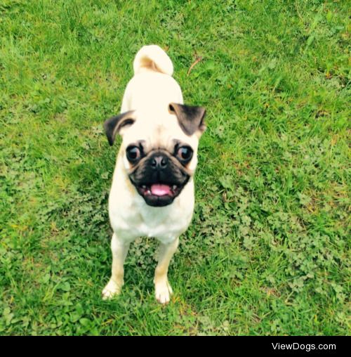 This is Ozzie and he has a great smile.