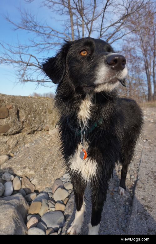 Zoey, 3 year older border collie – poodle cross. Loves hiking,…