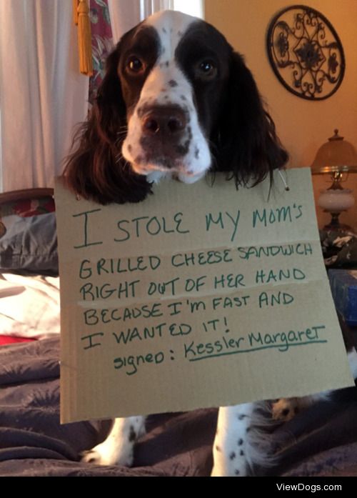 Too Cheesy?

“I stole my mom’s grilled cheese…