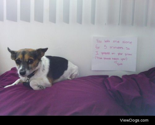 Don’t leave Kona alone

My dog, Kona, a 5 year Jack Russell -…