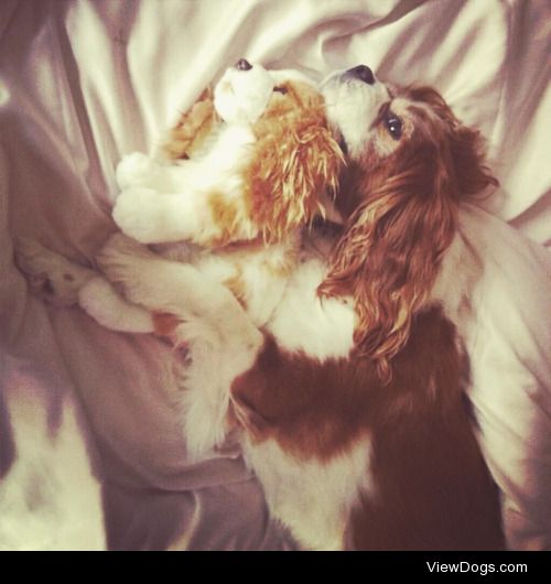 Charlie, 10 yr old Cavalier King Charles. Gone but never…