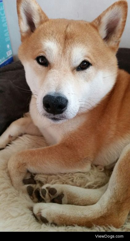 my friend’s shiba!