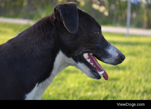 Scout. 2 ½ year old Jack Russell Terrier!