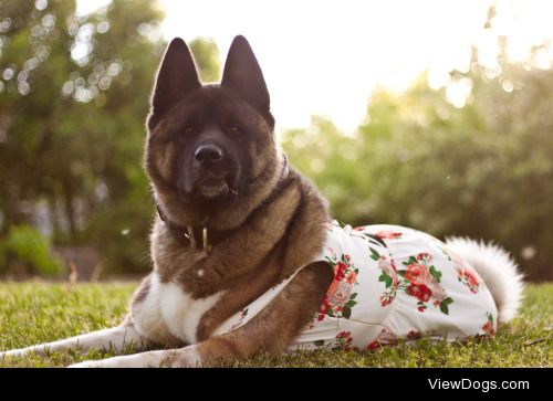 Sozin the Akita enjoying a spring day in a new floral frock :)