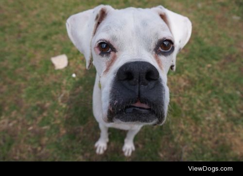 Braxdin, 8 year old boxer. Still acts like a pup and is very…