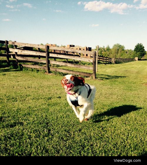 My crazy little Brittany Spaniel