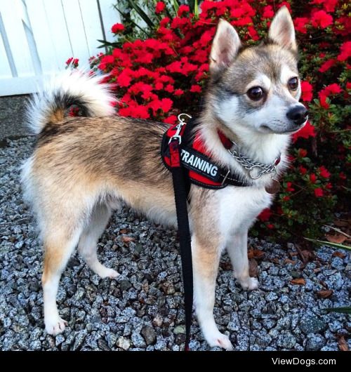 Kobi the Alaskan Klee Kai, back from his evening walk!