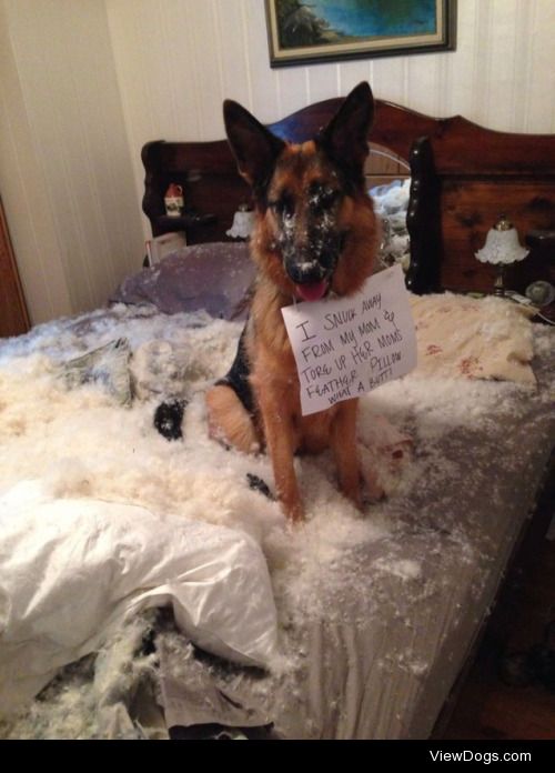 Feathery Fiend

My German Shepherd snuck away from my mom and…