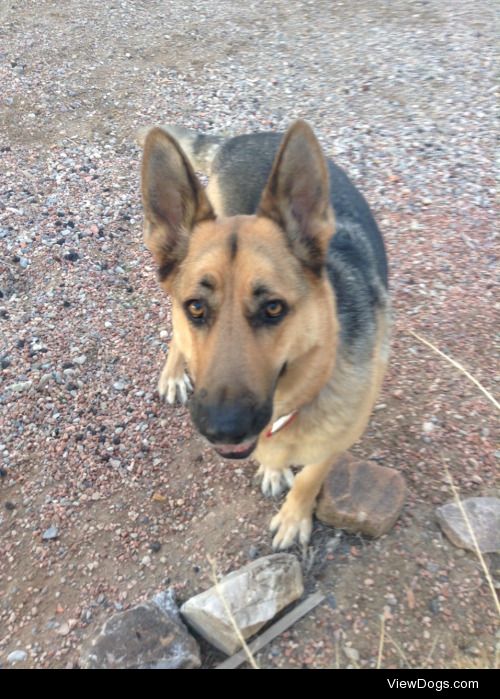 Jake, German Shepherd, 5 years old