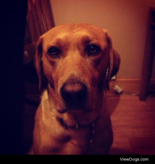 This is Xander, an anagram of Andrex as he is a golden lab and…