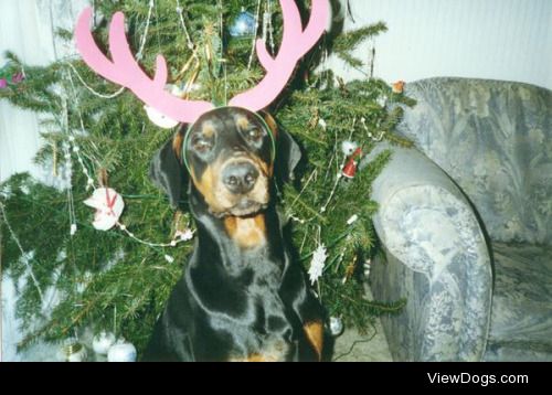 My handsome doberman, Fletcher. It’s been 10 years since…