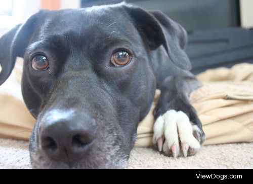 Archer, the 4-year-old pitbull/lab mix