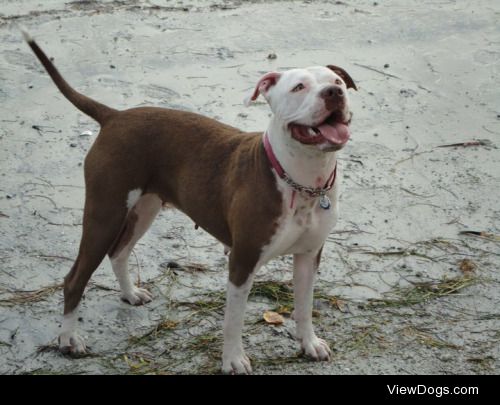 My American bull/Pittie mix.