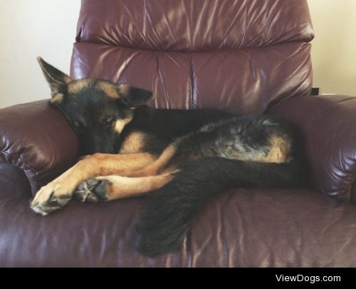 My ten month old German shepherd named Karma was a little sleepy…