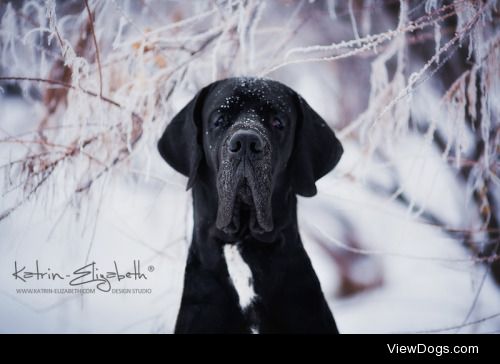 “Deutsche Dogge” Canon EOS 5D Mark II + 135mm f/2L USMAuthors:…