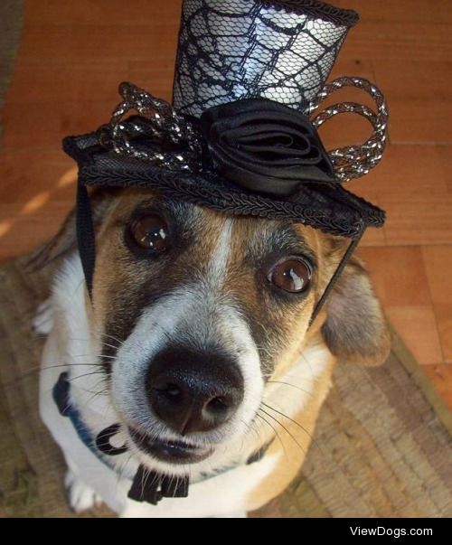 Sir Percival the corgi-Russel mix sporting his Halloween hat