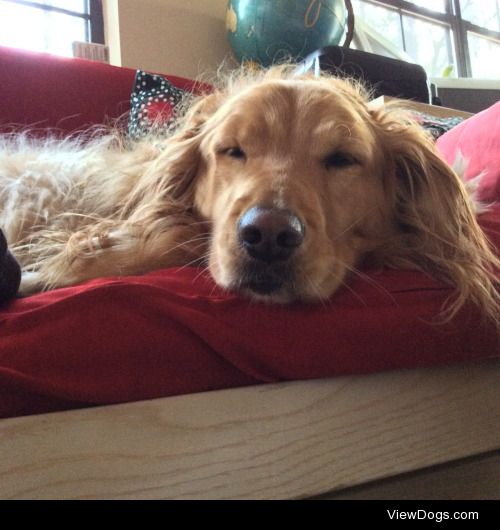 This is Leeloo, my 6 year old golden retriever. She was adopted…